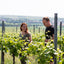 Pinot Blanc Sekt Brut (Julia Schittler) Foodoholic
