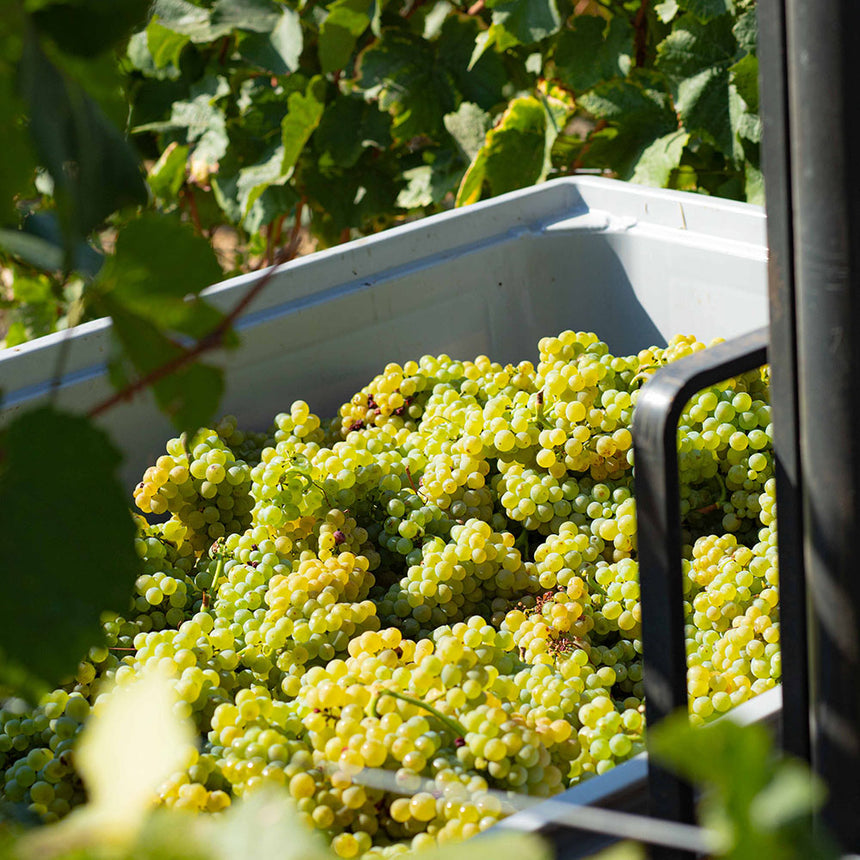 Pinot Blanc Sekt Brut (Julia Schittler) Foodoholic
