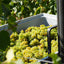 BERGKIRCHE Niersteiner Riesling Kabinett (Julia Schittler) Foodoholic